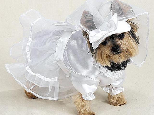 Tiêu tiền kiểu nhà giàu: Chi hơn 3 tỷ để tổ chức đám cưới cho chó cưng