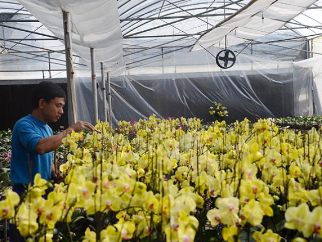 Thị trường - Tiêu dùng - Nông dân 4.0 trồng lan giữa đất Mỏ, "đút túi" 1,5 tỷ sau vụ hoa Tết