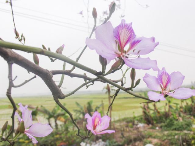 Du lịch - Ảnh: Dân làng ngỡ ngàng vì vẻ đẹp của "rừng" hoa ban ven đô Hà Nội