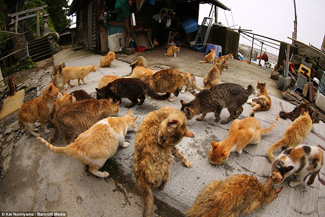 Những con mèo này sống nhờ thực phẩm của du khách và người dân địa phương đưa đến như bánh gạo hoặc những mẩu thức ăn thừa còn sót lại.