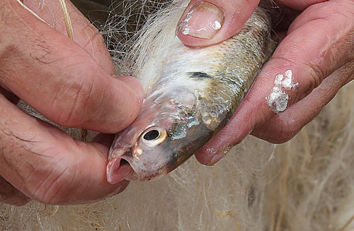 Đánh bắt "lộc trời" trên sông Hồng, thu tiền triệu mỗi ngày - 4