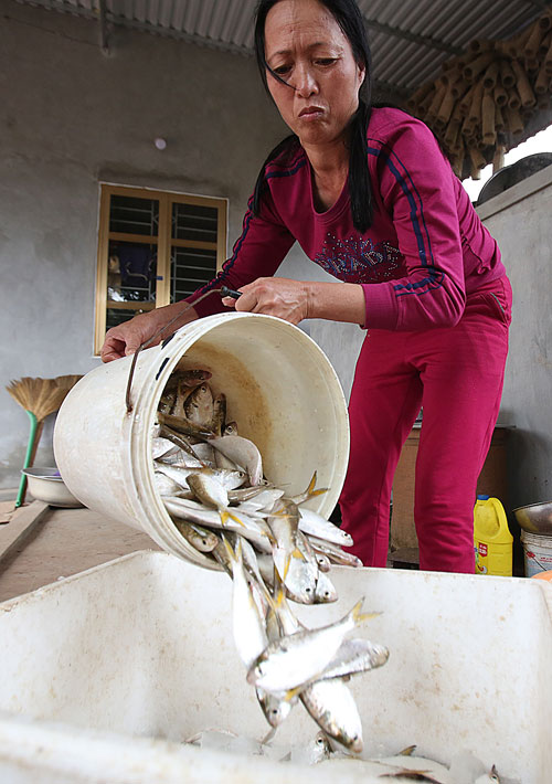 Đánh bắt "lộc trời" trên sông Hồng, thu tiền triệu mỗi ngày - 6