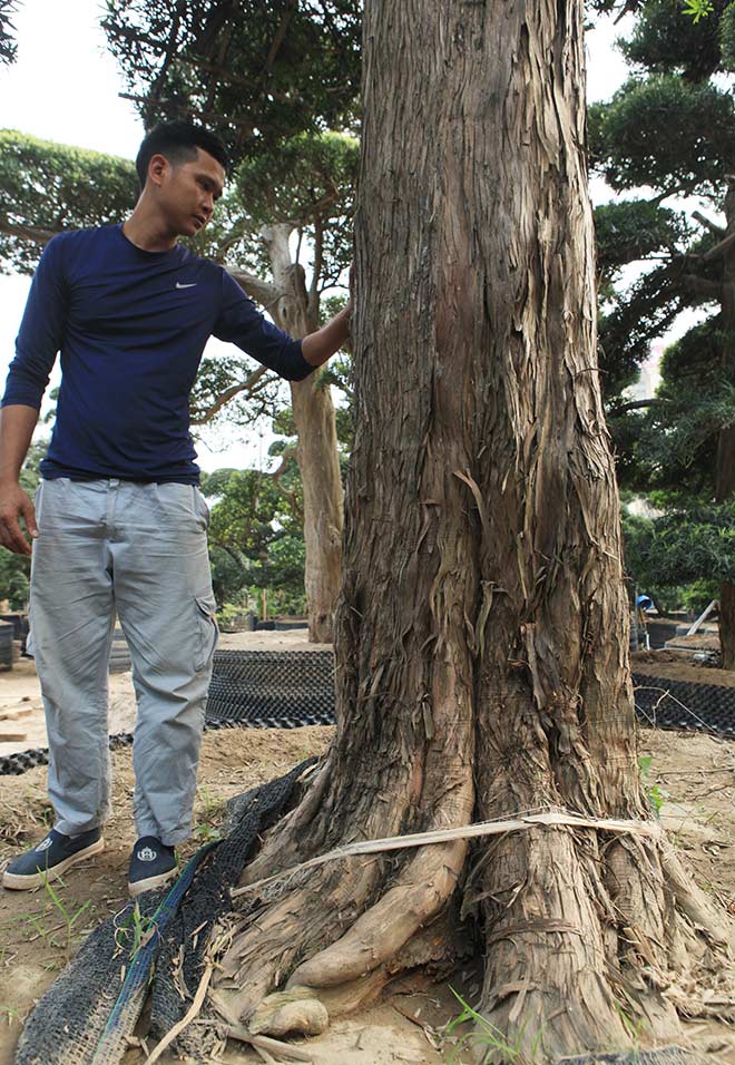 “Kho báu” Nhật giữa lòng Hà Nội - 9