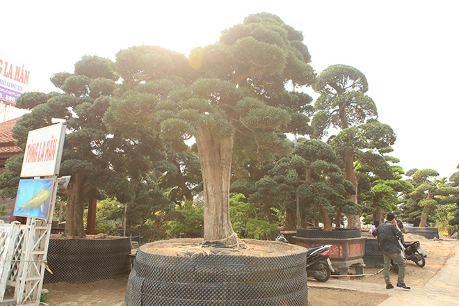“Kho báu” Nhật giữa lòng Hà Nội - 4