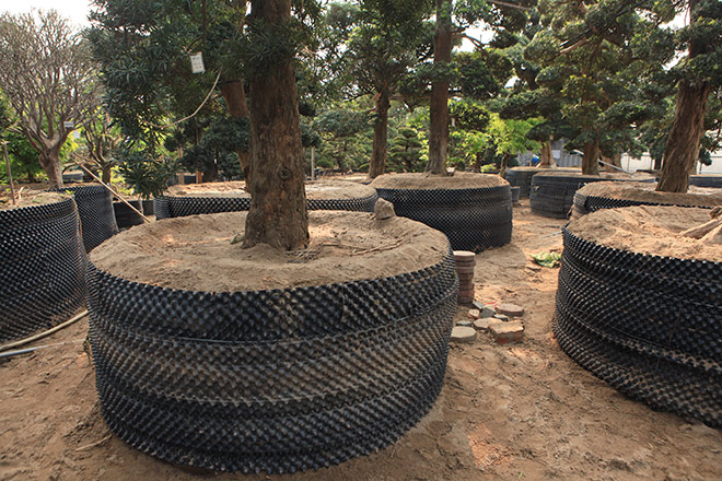“Kho báu” Nhật giữa lòng Hà Nội - 5