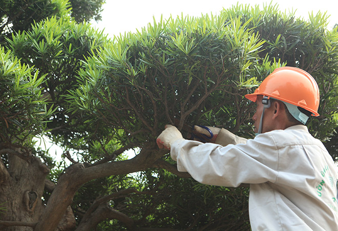 “Kho báu” Nhật giữa lòng Hà Nội - 12