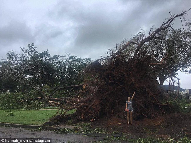 Xem siêu bão nhổ, cuốn bay cây cổ thụ ở Australia - 1