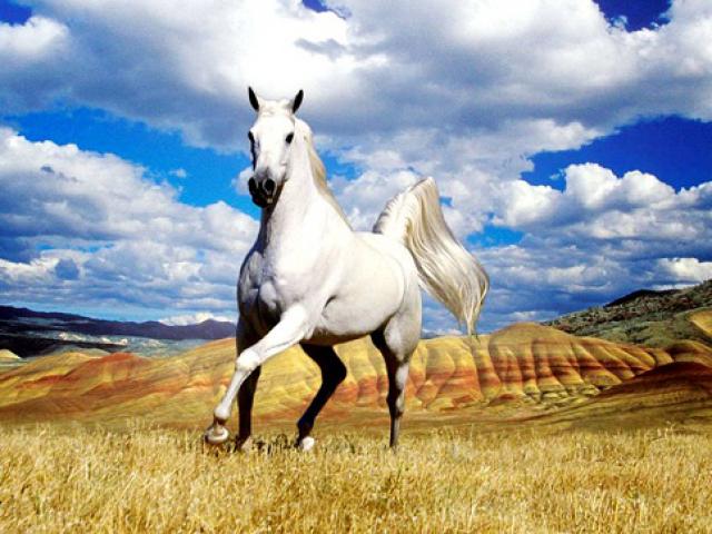 Bạn trẻ - Cuộc sống - Điểm danh 3 con giáp có số vượng phu khiến người đàn ông nào cũng khao khát