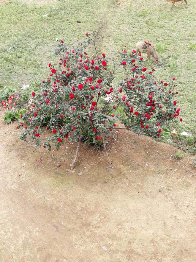 Chàng trai bị mất cây hồng cổ quý giá: “Đó là món quà cuối cùng của bố” - 4