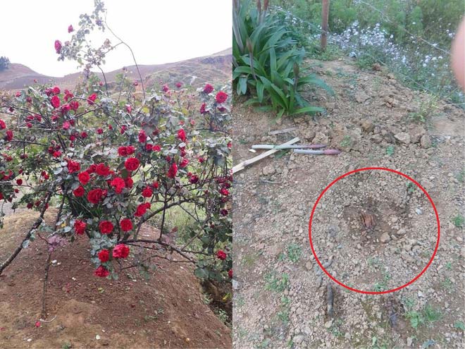 Chàng trai bị mất cây hồng cổ quý giá: “Đó là món quà cuối cùng của bố” - 3