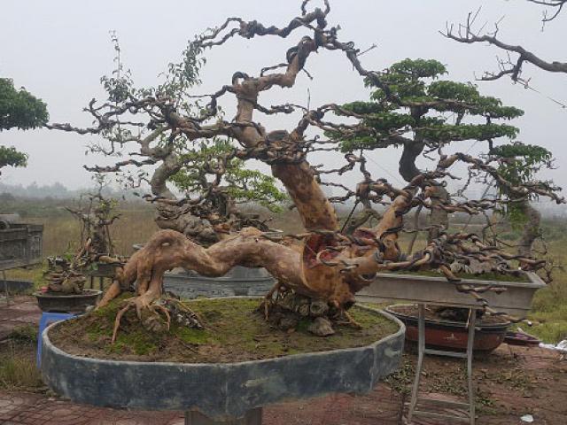 Thị trường - Tiêu dùng - Cây ổi dáng "long cuốn thủy" giá gần 100 triệu đồng có gì đặc biệt?