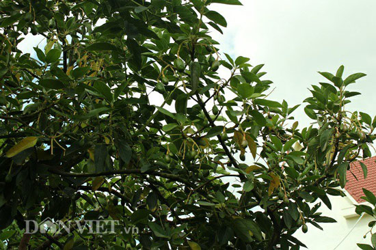 Cho bơ ở chung với cà phê, tưởng bị chê, ai ngờ có nguồn thu "kép" - 3