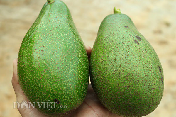 Cho bơ ở chung với cà phê, tưởng bị chê, ai ngờ có nguồn thu "kép" - 4