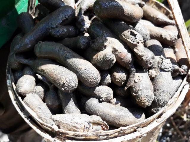 Thị trường - Tiêu dùng - Săn con sâm đất - "thần dược" viagra từ tự nhiên ở rừng ngập mặn