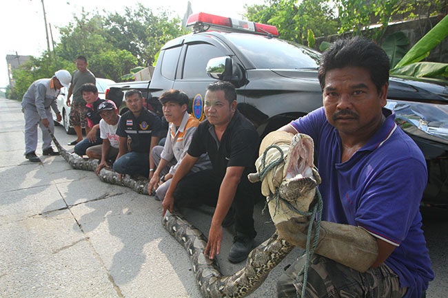 Thái Lan: Bắt trăn khổng lồ dài 7m, nặng 1 tạ nấp trong vườn nhà dân - 1