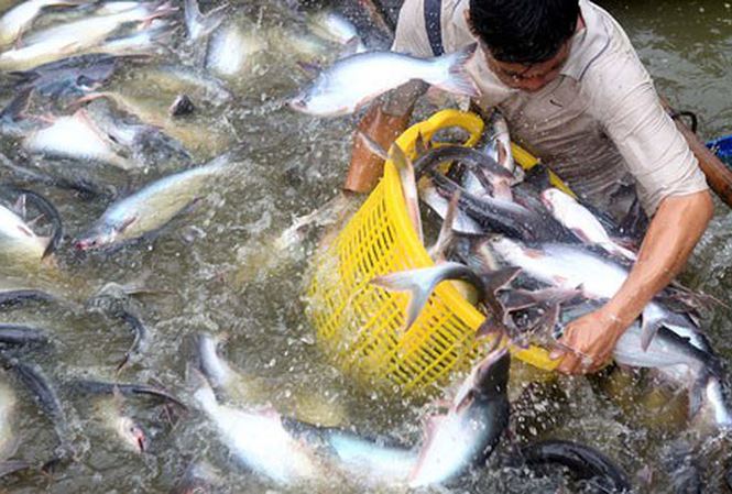 Áp thuế cao với cá tra, Việt Nam yêu cầu Mỹ xem lại - 1