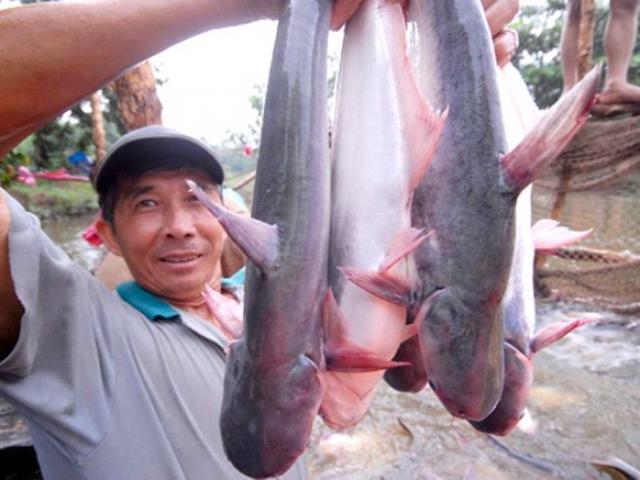 Thị trường - Tiêu dùng - Nỗi oan con cá tra Việt Nam và sự vô lý của Mỹ