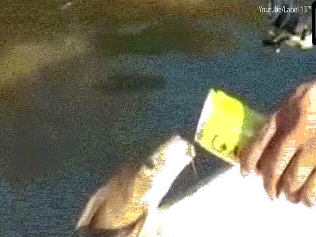 Phi thường - kỳ quặc - Kì dị cảnh cá trèo lên mạn thuyền uống bia ừng ực