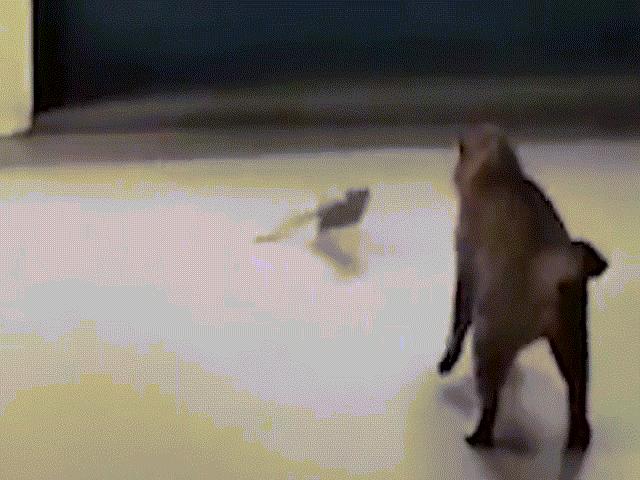 Bị chuột tung sê-ri đòn tấn công phủ đầu, mèo sợ hãi bỏ chạy