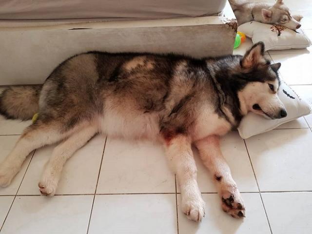 Tin tức trong ngày - Hai chú chó dũng cảm cứu cả gia đình trong vụ cháy khiến 13 người chết ở SG