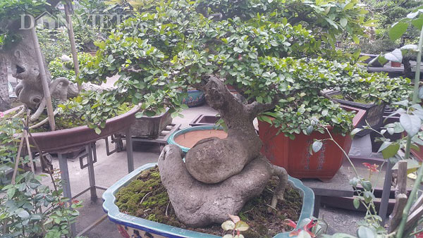 Bất ngờ: Một cây duối bonsai 40 tuổi gốc cực dị được trả 300 triệu - 1