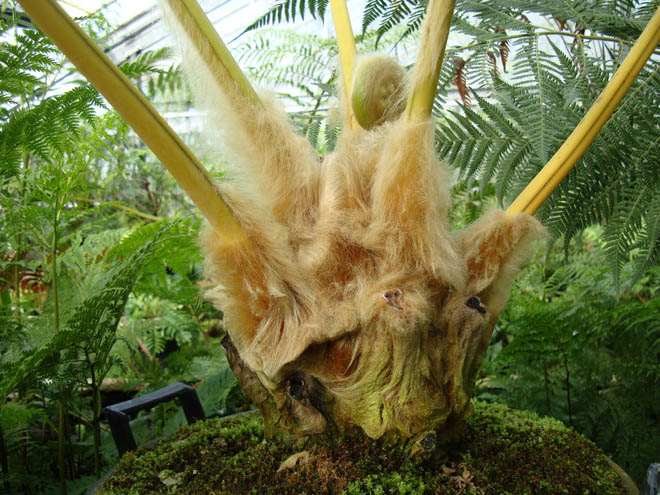 Bí mật: 1 loại cây quý ở Việt Nam giúp giảm tiểu đêm - Phòng ngừa suy thận - 3