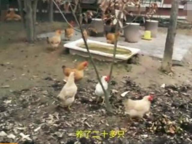 Trung Quốc: Biệt thự rộng 380m2, trị giá hàng tỷ đồng chỉ dùng để... nuôi gà vịt