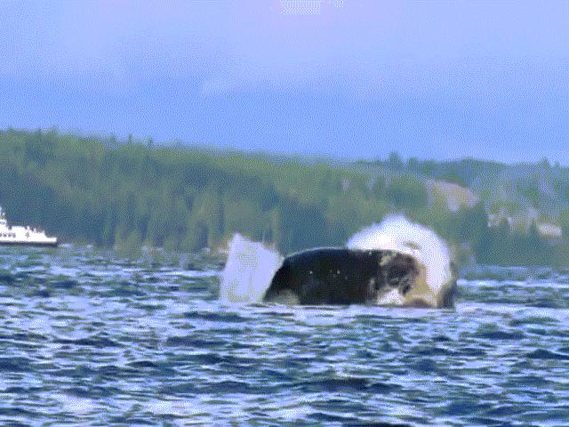 Thế giới - Cá voi sát thủ khổng lồ và cú ngoạm kinh hoàng nhằm vào sư tử biển