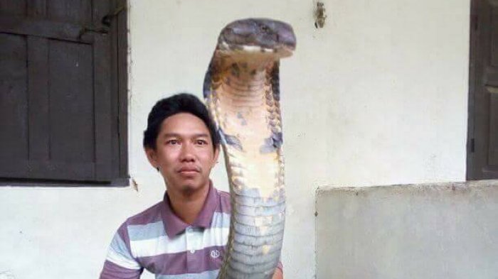 Sốc với hổ mang chúa khổng lồ chưa từng thấy ở Indonesia - 1