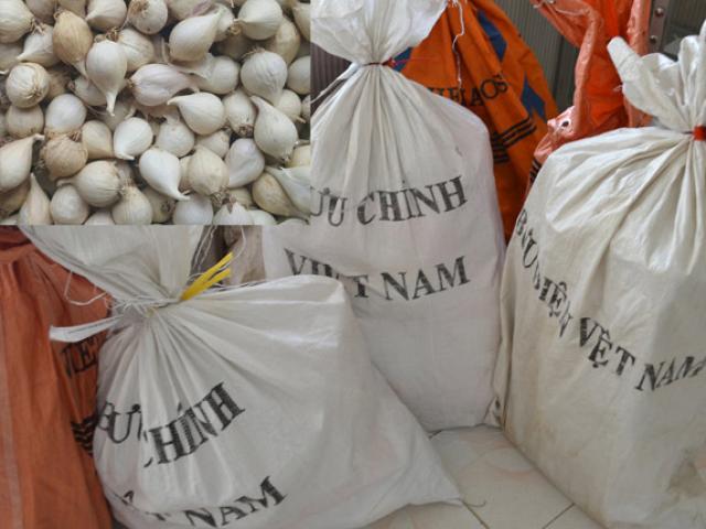 Thị trường - Tiêu dùng - Đang chính vụ thu hoạch, tỏi nơi khác vẫn "tuồn" về đảo tỏi Lý Sơn