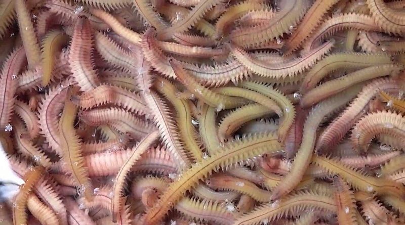 &#34;Hoảng hồn&#34; với những đặc sản sâu bọ sống bò nhung nhúc từ 3 miền - 3