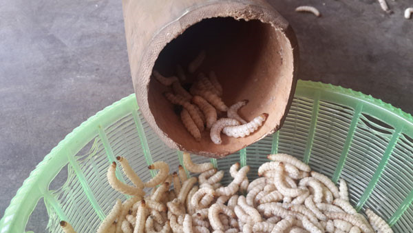 &#34;Hoảng hồn&#34; với những đặc sản sâu bọ sống bò nhung nhúc từ 3 miền - 8