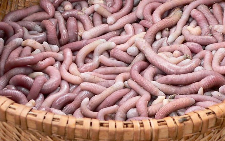 &#34;Hoảng hồn&#34; với những đặc sản sâu bọ sống bò nhung nhúc từ 3 miền - 9