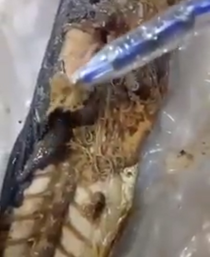 Học sinh nội trú bỏ cơm vì có ổ giun trong bụng cá - 1
