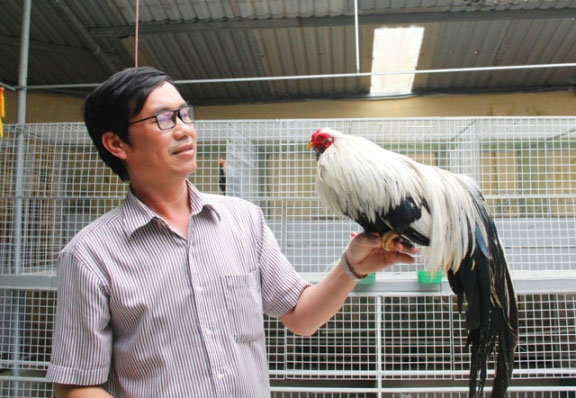 &#39;Quý tộc&#39; gà cảnh quan trọng phải có thần thái, giá ngàn đô/con - 1