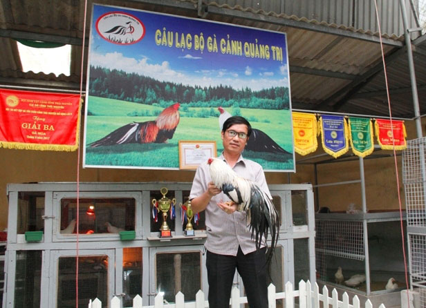 &#39;Quý tộc&#39; gà cảnh quan trọng phải có thần thái, giá ngàn đô/con - 5