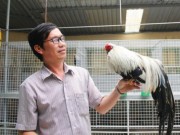 Thị trường - Tiêu dùng - 'Quý tộc' gà cảnh quan trọng phải có thần thái, giá ngàn đô/con