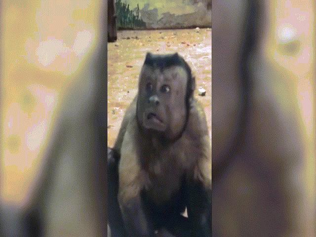 Phi thường - kỳ quặc - Video: Khỉ mặt giống hệt người khiến khách tham quan ngỡ ngàng