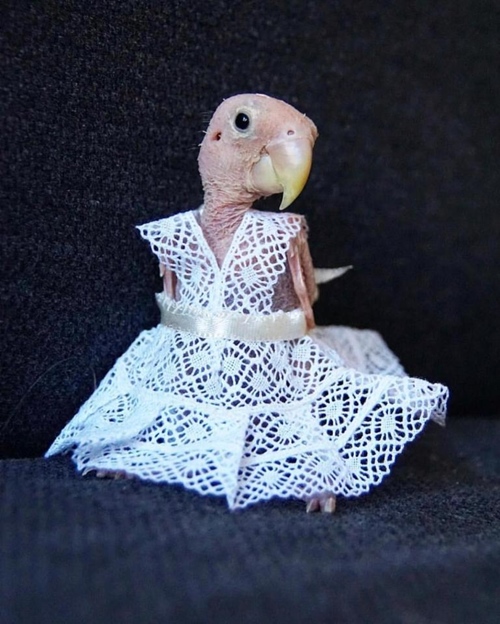 Cô vẹt xấu xí hóa fashionista sành mốt ai nhìn cũng yêu - 2