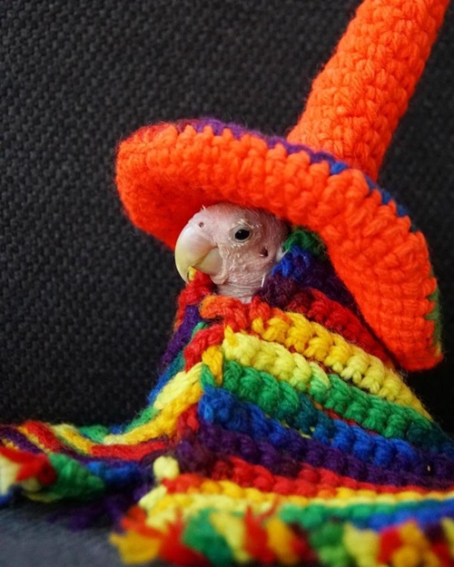 Cô vẹt xấu xí hóa fashionista sành mốt ai nhìn cũng yêu - 6