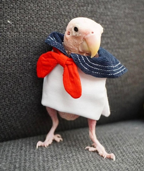 Cô vẹt xấu xí hóa fashionista sành mốt ai nhìn cũng yêu - 3