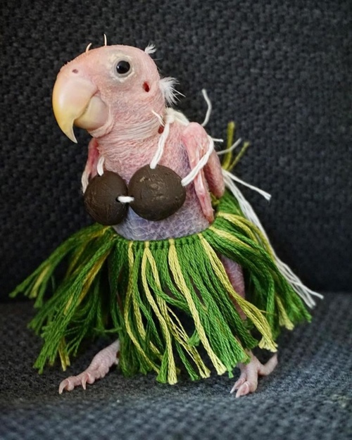 Cô vẹt xấu xí hóa fashionista sành mốt ai nhìn cũng yêu - 7