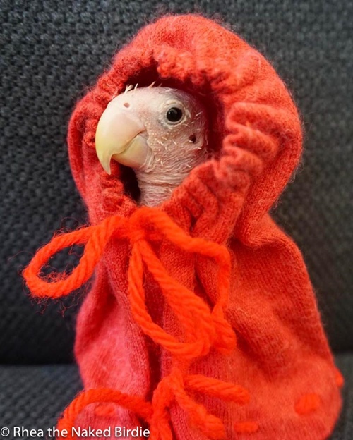 Cô vẹt xấu xí hóa fashionista sành mốt ai nhìn cũng yêu - 10