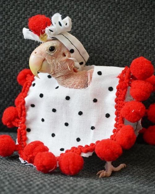 Cô vẹt xấu xí hóa fashionista sành mốt ai nhìn cũng yêu - 9