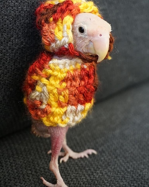 Cô vẹt xấu xí hóa fashionista sành mốt ai nhìn cũng yêu - 8