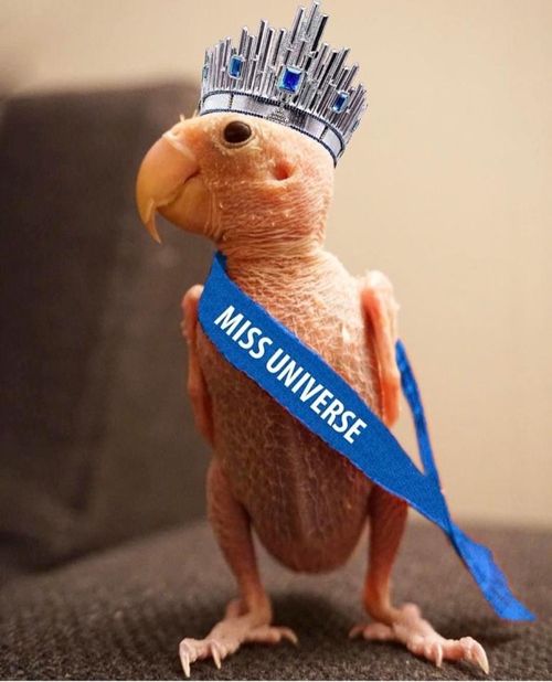 Cô vẹt xấu xí hóa fashionista sành mốt ai nhìn cũng yêu - 5