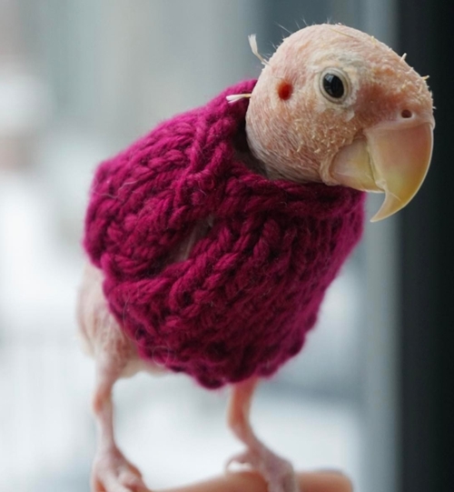 Cô vẹt xấu xí hóa fashionista sành mốt ai nhìn cũng yêu - 12