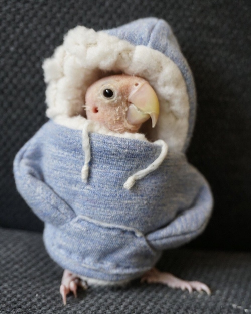 Cô vẹt xấu xí hóa fashionista sành mốt ai nhìn cũng yêu - 11