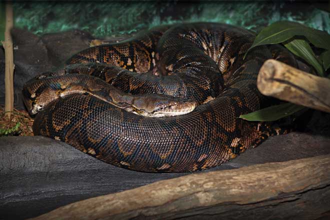 Hãi hùng cảnh trăn khổng lồ dài nhất thế giới nuốt trọn con nai - 1