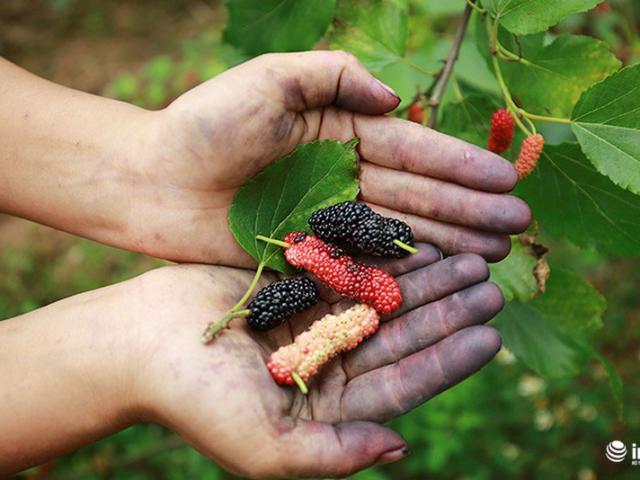 Thị trường - Tiêu dùng - Vườn dâu tằm vùng ven Hà Nội chín rộ cực đẹp mắt, nông dân tất bật trảy bán